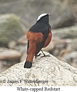White-capped Redstart - © James F Wittenberger and Exotic Birding LLC White-capped Redstart - © James F Wittenberger and Exotic Birding LLC