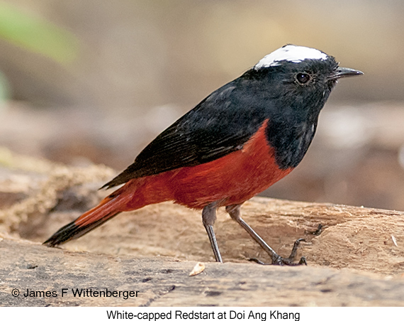 White-capped Redstart - © James F Wittenberger and Exotic Birding LLC