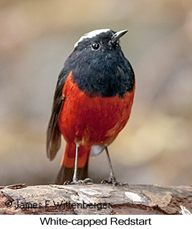 White-capped Redstart - © James F Wittenberger and Exotic Birding LLC