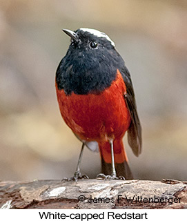 White-capped Redstart - © James F Wittenberger and Exotic Birding LLC