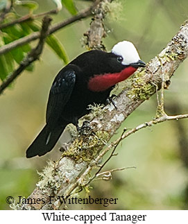 White-capped Tanager - &copy; James F Wittenberger and Exotic Birding LLC
