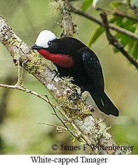 White-capped Tanager - &copy; James F Wittenberger and Exotic Birding LLC