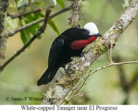White-capped Tanager - &copy; James F Wittenberger and Exotic Birding LLC