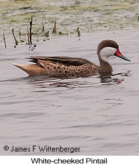White-cheeked Pintail - © James F Wittenberger and Exotic Birding LLC