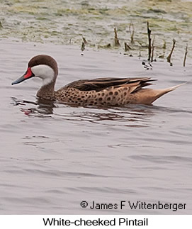 White-cheeked Pintail - © James F Wittenberger and Exotic Birding LLC