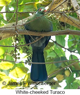White-cheeked Turaco - © James F Wittenberger and Exotic Birding LLC