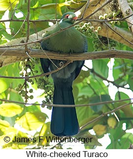 White-cheeked Turaco - © James F Wittenberger and Exotic Birding LLC White-cheeked Turaco - © James F Wittenberger and Exotic Birding LLC