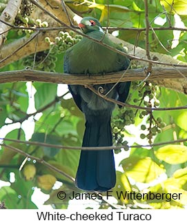 White-cheeked Turaco - © James F Wittenberger and Exotic Birding LLC