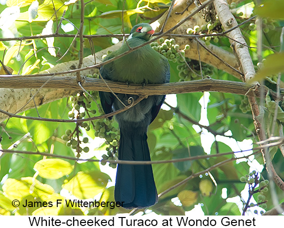 White-cheeked Turaco - © James F Wittenberger and Exotic Birding LLC