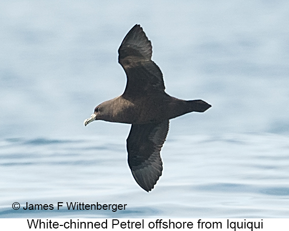 White-chinned Petrel - © James F Wittenberger and Exotic Birding LLC White-chinned Petrel - © James F Wittenberger and Exotic Birding LLC