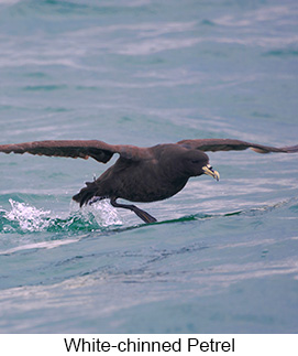 White-chinned Petrel  - Courtesy Argentina Wildlife Expeditions