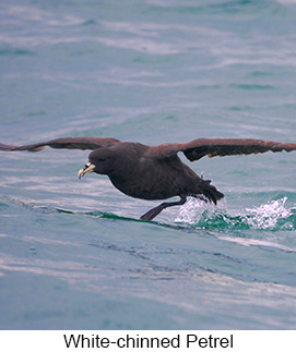 White-chinned Petrel  - Courtesy Argentina Wildlife Expeditions