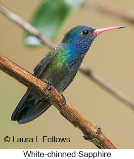 White-chinned Sapphire - © Laura L Fellows and Exotic Birding LLC