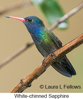 White-chinned Sapphire - © Laura L Fellows and Exotic Birding LLC