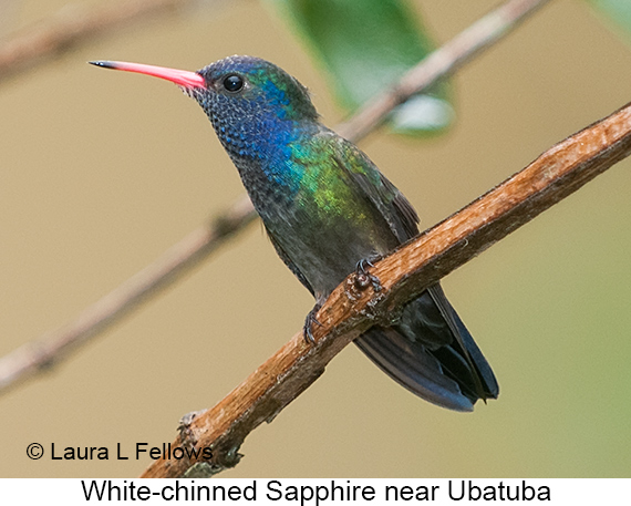 White-chinned Sapphire - © Laura L Fellows and Exotic Birding LLC White-chinned Sapphire - © Laura L Fellows and Exotic Birding LLC