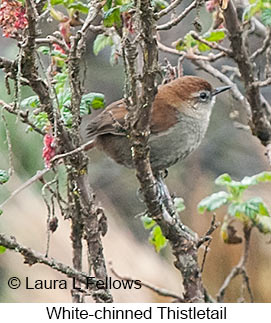 White-chinned Thistletail - © Laura L Fellows and Exotic Birding LLC