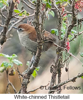 White-chinned Thistletail - © Laura L Fellows and Exotic Birding LLC White-chinned Thistletail - © Laura L Fellows and Exotic Birding LLC