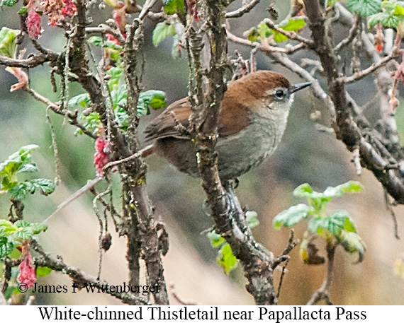 White-chinned Thistletail - &copy; James F Wittenberger and Exotic Birding LLC