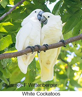 White Cockatoo - &copy; James F Wittenberger and Exotic Birding LLC