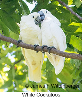 White Cockatoo - © James F Wittenberger and Exotic Birding LLC