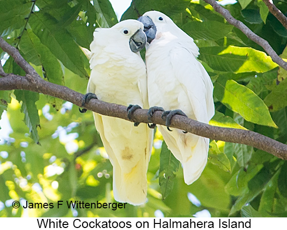 White Cockatoo - © James F Wittenberger and Exotic Birding LLC