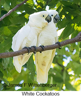White Cockatoo - © James F Wittenberger and Exotic Birding LLC White Cockatoo - © James F Wittenberger and Exotic Birding LLC