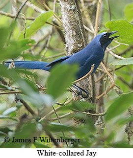 White-collared Jay - © James F Wittenberger and Exotic Birding LLC