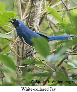 White-collared Jay - © James F Wittenberger and Exotic Birding LLC