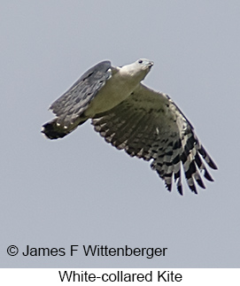 White-collared Kite - © James F Wittenberger and Exotic Birding LLC