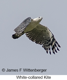 White-collared Kite - © James F Wittenberger and Exotic Birding LLC White-collared Kite - © James F Wittenberger and Exotic Birding LLC
