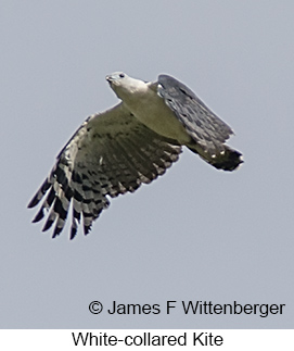 White-collared Kite - © James F Wittenberger and Exotic Birding LLC