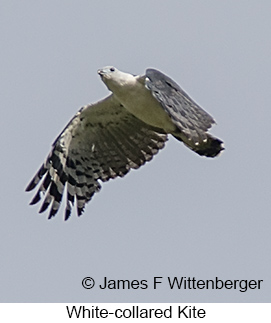 White-collared Kite - © James F Wittenberger and Exotic Birding LLC White-collared Kite - © James F Wittenberger and Exotic Birding LLC