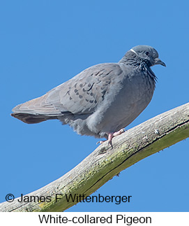 White-collared Pigeon - © James F Wittenberger and Exotic Birding LLC White-collared Pigeon - © James F Wittenberger and Exotic Birding LLC