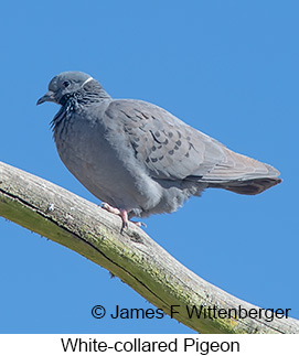 White-collared Pigeon - © James F Wittenberger and Exotic Birding LLC