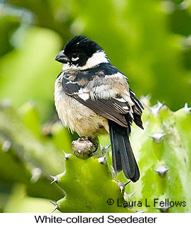 White-collared Seedeater - © Laura L Fellows and Exotic Birding LLC White-collared Seedeater - © Laura L Fellows and Exotic Birding LLC