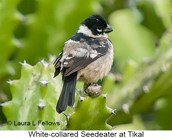 White-collared Seedeater - © Laura L Fellows and Exotic Birding LLC