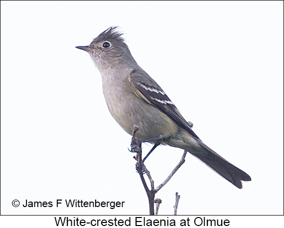 White-crested Elaenia - © James F Wittenberger and Exotic Birding LLC White-crested Elaenia - © James F Wittenberger and Exotic Birding LLC