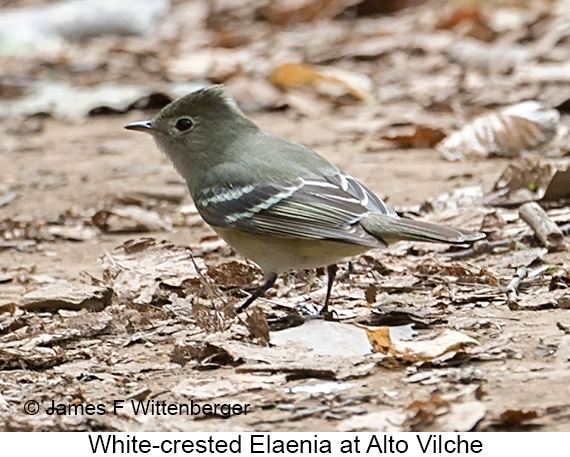 White-crested Elaenia - © James F Wittenberger and Exotic Birding LLC White-crested Elaenia - © James F Wittenberger and Exotic Birding LLC