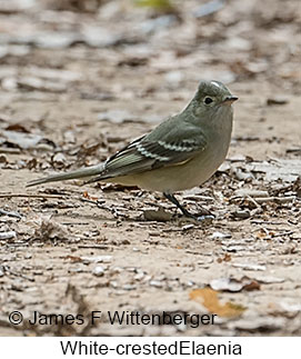 White-crested Elaenia - © James F Wittenberger and Exotic Birding LLC White-crested Elaenia - © James F Wittenberger and Exotic Birding LLC