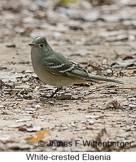 White-crested Elaenia - © James F Wittenberger and Exotic Birding LLC