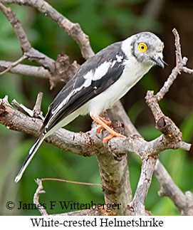 White-crested Helmetshrike - &copy; James F Wittenberger and Exotic Birding LLC