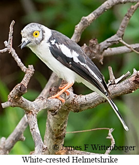 White-crested Helmetshrike - &copy; James F Wittenberger and Exotic Birding LLC