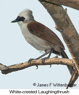 White-crested Laughingthrush - © James F Wittenberger and Exotic Birding LLC