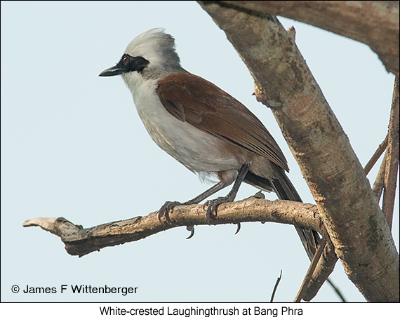 White-crested Laughingthrush - © James F Wittenberger and Exotic Birding LLC