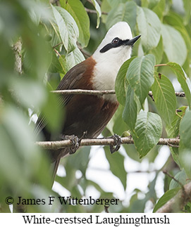 White-crested Laughingthrush - © James F Wittenberger and Exotic Birding LLC White-crested Laughingthrush - © James F Wittenberger and Exotic Birding LLC