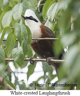 White-crested Laughingthrush - © James F Wittenberger and Exotic Birding LLC
