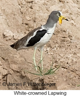 White-headed Lapwing - © James F Wittenberger and Exotic Birding LLC