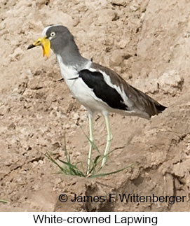 White-headed Lapwing - © James F Wittenberger and Exotic Birding LLC
