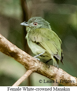 White-crowned Manakin - © Laura L Fellows and Exotic Birding LLC