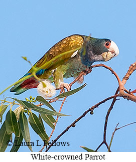 White-crowned Parrot - © Laura L Fellows and Exotic Birding LLC